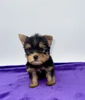 Charlie - Male Yorkie, a male Yorkshire Terrier for sale in Sandy Hook, KY – 1 of 10