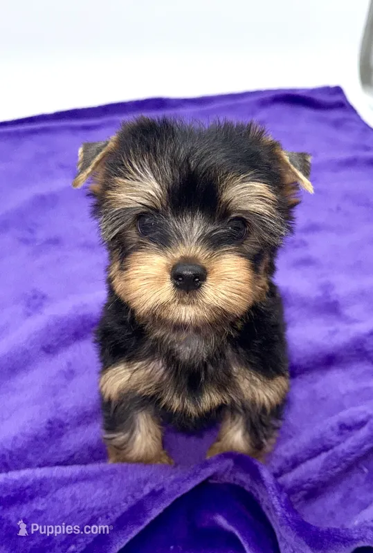 Alex – Yorkshire Terrier puppy for sale in Sandy Hook, KY