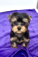 Alex, a male Yorkshire Terrier for sale in Sandy Hook, KY – 1 of 9