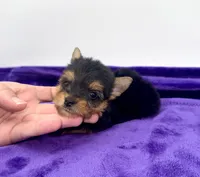 Boonie - Teacup , a male Yorkshire Terrier for sale in Sandy Hook, KY – 4 of 10