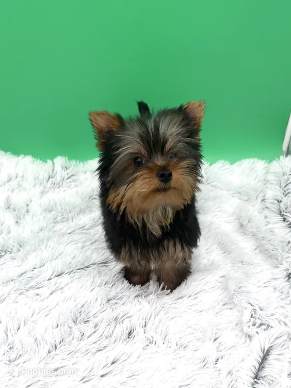Winnie – Yorkshire Terrier puppy for sale in Sandy Hook, KY