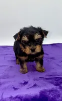 Lex - Male Yorkie, a male Yorkshire Terrier for sale in Sandy Hook, KY – 3 of 9