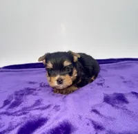 Kody - Male Yorkie, a male Yorkshire Terrier for sale in Sandy Hook, KY – 3 of 10