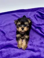 Alex, a male Yorkshire Terrier for sale in Sandy Hook, KY – 5 of 9
