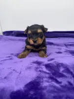 Alex - Male Yorkie, a male Yorkshire Terrier for sale in Sandy Hook, KY – 8 of 10