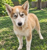 Stormy , a male Siberian Husky for sale in Sandy Hook, KY – 3 of 3