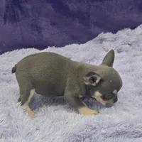 Tiger financing available, a male French Bulldog for sale in Sandy Hook, KY – Photo 2 of 3