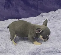 Tiger financing available, a male French Bulldog for sale in Sandy Hook, KY – Photo 2 of 3