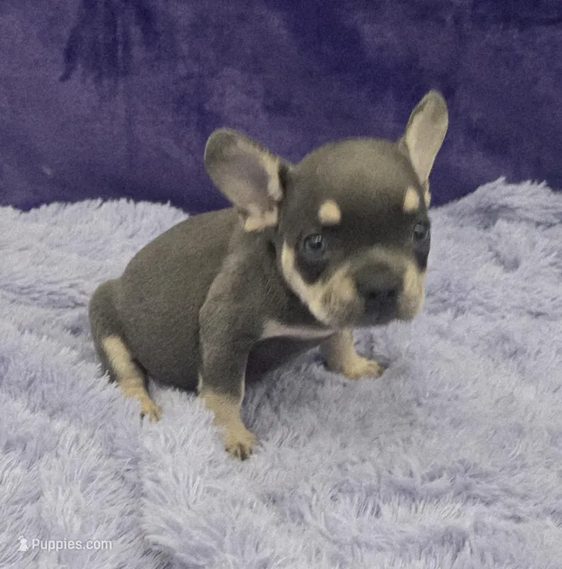 Tiger financing available, a male French Bulldog for sale in Sandy Hook, KY – Photo 1 of 3