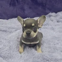 Tiger financing available, a male French Bulldog for sale in Sandy Hook, KY – Photo 3 of 3