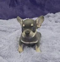 Tiger financing available, a male French Bulldog for sale in Sandy Hook, KY – Photo 3 of 3