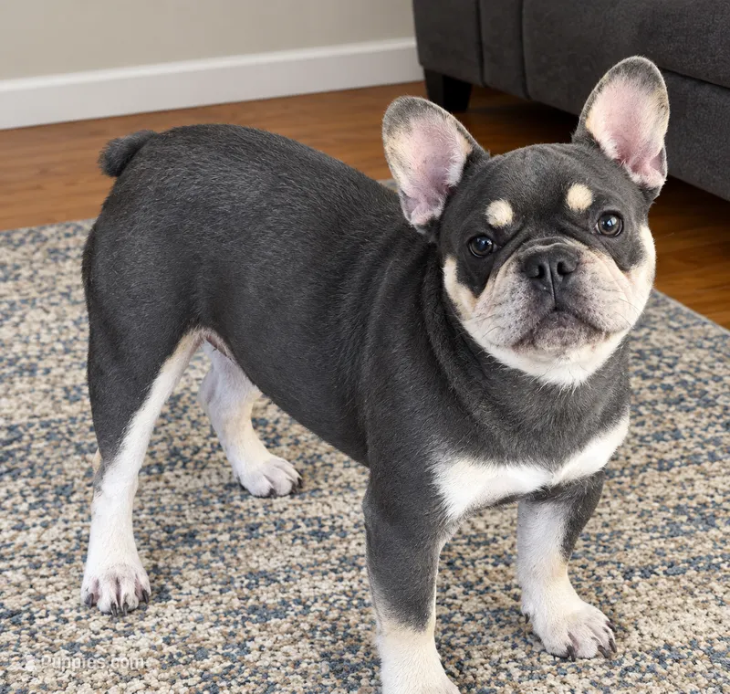 Tiger financing available – French Bulldog puppy for sale in Sandy Hook, KY