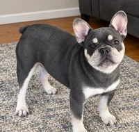 Tiger financing available, a male French Bulldog for sale in Sandy Hook, KY – 1 of 2