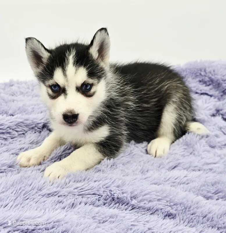 Chrissy – Siberian Husky puppy for sale in Sandy Hook, KY