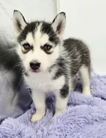 Chrissy, a female Siberian Husky for sale in Sandy Hook, KY – Photo 2 of 3