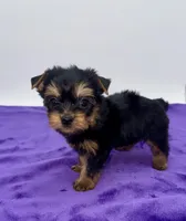 Lex - Male Yorkie, a male Yorkshire Terrier for sale in Sandy Hook, KY – 8 of 9