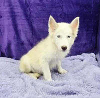 Sparkie financing available, a male Siberian Husky for sale in Sandy Hook, KY – Photo 3 of 4