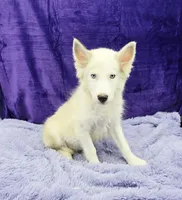 Sparkie financing available, a male Siberian Husky for sale in Sandy Hook, KY – Photo 1 of 4