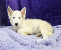 Sparkie financing available, a male Siberian Husky for sale in Sandy Hook, KY – Photo 2 of 4