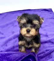 Alex, a male Yorkshire Terrier for sale in Sandy Hook, KY – 3 of 9