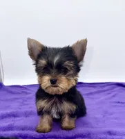 Boonie - Teacup , a male Yorkshire Terrier for sale in Sandy Hook, KY – 2 of 9
