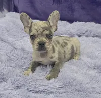 Tracker financing available, a male French Bulldog for sale in Sandy Hook, KY – Photo 2 of 2