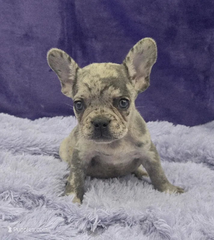 Tracker financing available, a male French Bulldog for sale in Sandy Hook, KY – Photo 1 of 2