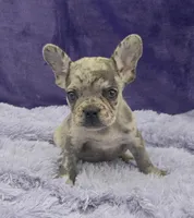 Tracker financing available, a male French Bulldog for sale in Sandy Hook, KY – Photo 1 of 2