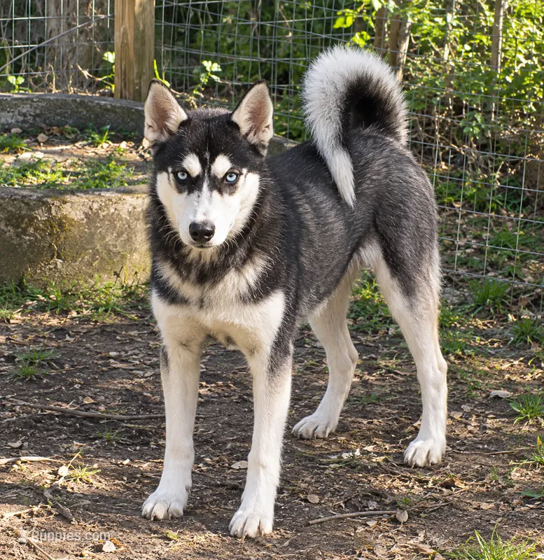 Reba – Siberian Husky puppy for sale in Sandy Hook, KY