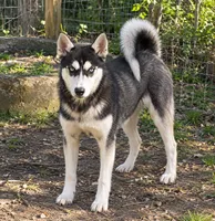 Reba, a female Siberian Husky for sale in Sandy Hook, KY – 1 of 2
