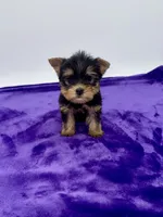 Charlie - Male Yorkie, a male Yorkshire Terrier for sale in Sandy Hook, KY – 3 of 10