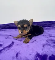 Boonie - Teacup , a male Yorkshire Terrier for sale in Sandy Hook, KY – 10 of 10
