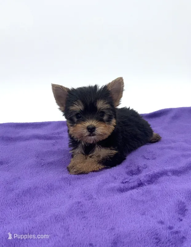 Charlie - Male Yorkie – Yorkshire Terrier puppy for sale in Sandy Hook, KY