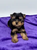 Alex, a male Yorkshire Terrier for sale in Sandy Hook, KY – 2 of 9