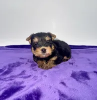 Kody - Male Yorkie, a male Yorkshire Terrier for sale in Sandy Hook, KY – 10 of 10