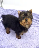Winnie, a female Yorkshire Terrier for sale in Sandy Hook, KY – 4 of 9
