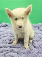 Jasper, a male Siberian Husky for sale in Sandy Hook, KY – 1 of 4
