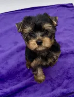Alex, a male Yorkshire Terrier for sale in Sandy Hook, KY – 4 of 9