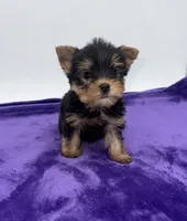 Charlie - Male Yorkie, a male Yorkshire Terrier for sale in Sandy Hook, KY – 6 of 10