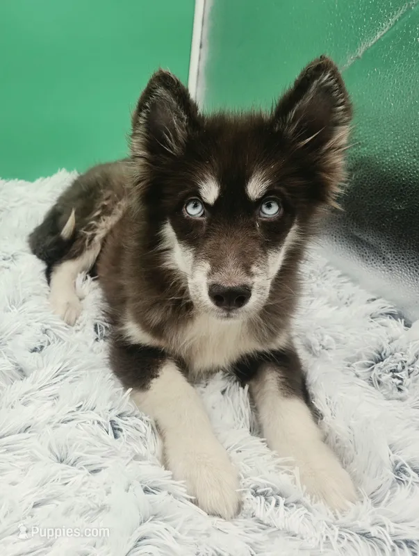 Brownie – Siberian Husky puppy for sale in Sandy Hook, KY