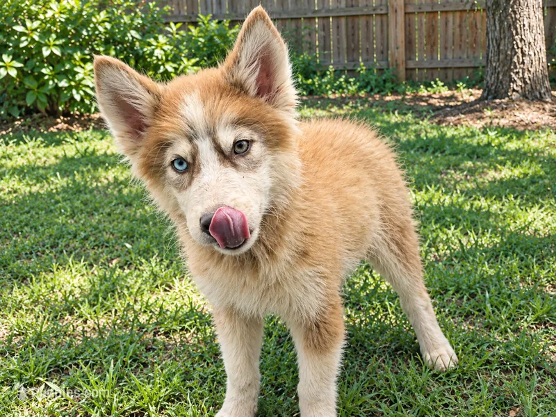 Stormy  – Siberian Husky puppy for sale in Sandy Hook, KY