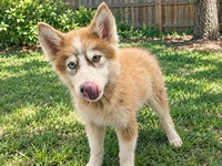 Stormy , a male Siberian Husky for sale in Sandy Hook, KY – 1 of 3