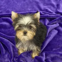 Annie, a female Yorkshire Terrier for sale in Sandy Hook, KY – Photo 1 of 9