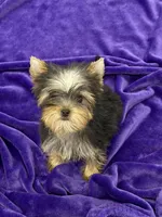 Annie, a female Yorkshire Terrier for sale in Sandy Hook, KY – Photo 1 of 9