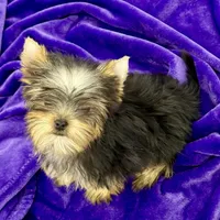 Annie, a female Yorkshire Terrier for sale in Sandy Hook, KY – Photo 9 of 9
