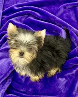 Annie, a female Yorkshire Terrier for sale in Sandy Hook, KY – Photo 9 of 9