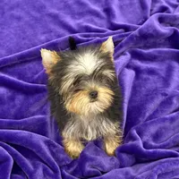 Annie, a female Yorkshire Terrier for sale in Sandy Hook, KY – Photo 7 of 9