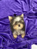 Annie, a female Yorkshire Terrier for sale in Sandy Hook, KY – Photo 7 of 9