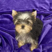 Annie, a female Yorkshire Terrier for sale in Sandy Hook, KY – Photo 4 of 9