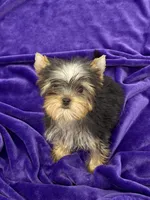 Annie, a female Yorkshire Terrier for sale in Sandy Hook, KY – Photo 4 of 9